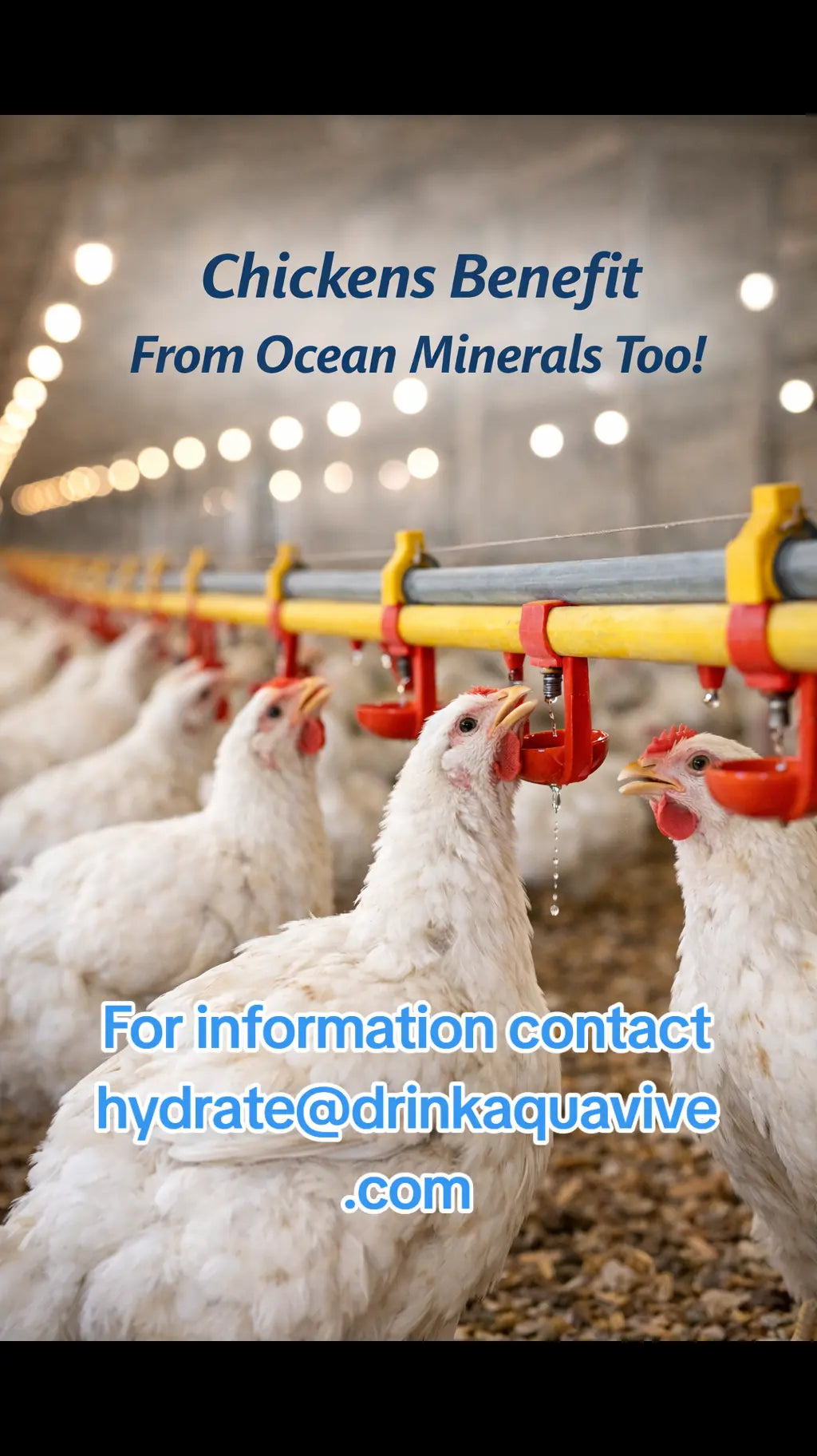 Ocean Minerals for Poultry Hydration