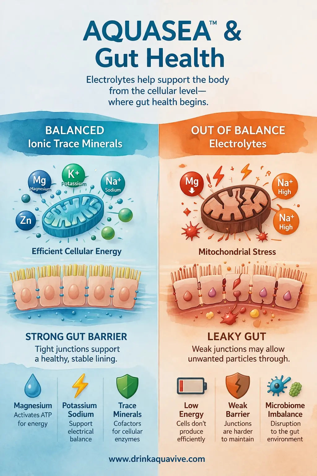 Electrolytes and Gut Health