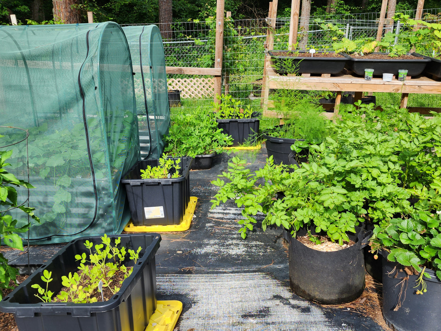 OceanYield™ Ocean-Based Liquid Solution | For Broad-Scale Growing & Gardens | Indoor & Outdoor Plant Care | 1 Gallon
