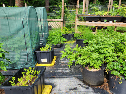 OceanYield™ Ocean-Based Liquid Solution | For Broad-Scale Growing & Gardens | Indoor & Outdoor Plant Care | 1 Gallon