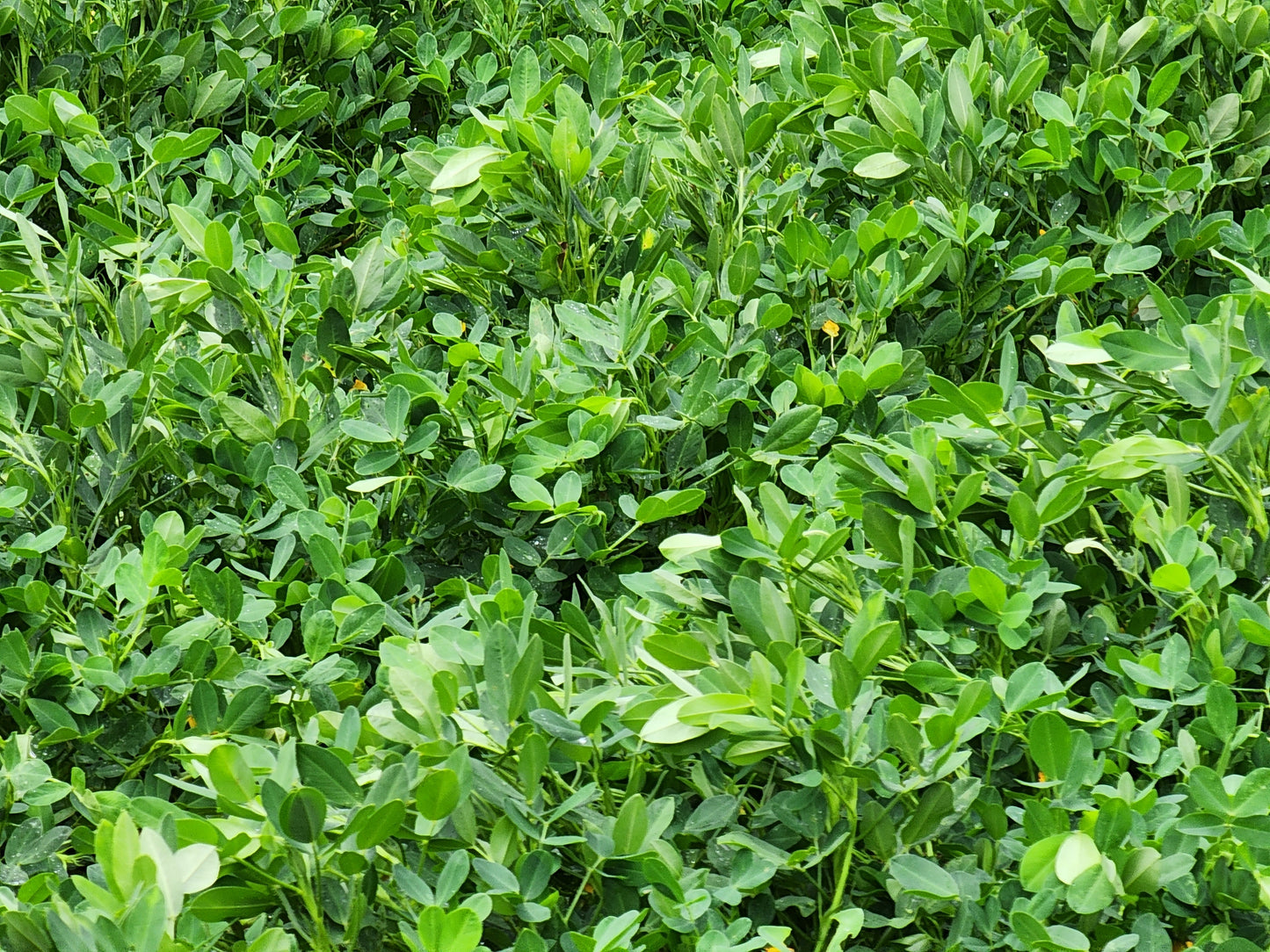 OceanYield™ Ocean-Based Liquid Solution | For Broad-Scale Growing & Gardens | Indoor & Outdoor Plant Care | 1 Gallon