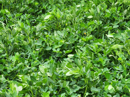 OceanYield™ Ocean-Based Liquid Solution | For Broad-Scale Growing & Gardens | Indoor & Outdoor Plant Care | 1 Gallon